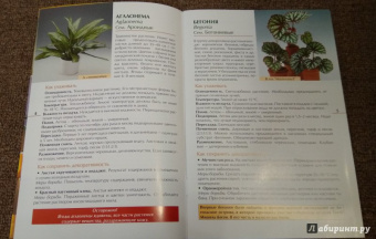 Валентин Воронцов: Секреты ухода. Декоративнолистные комнатные растений