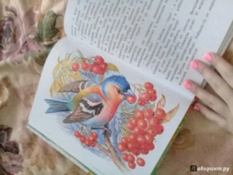 Николай Сладков: Сказки лесной опушки