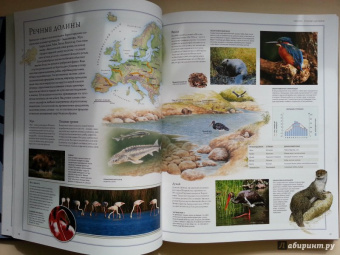 Бамбарадения, Вудрафф, Гинзберг: Животный мир. Иллюстрированный атлас