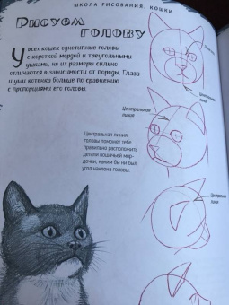 Марк Берджин: Школа рисования. Кошки