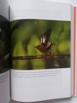 Ричард Прам: Эволюция красоты. Как дарвиновская теория полового отбора объясняет животный мир — и нас самих