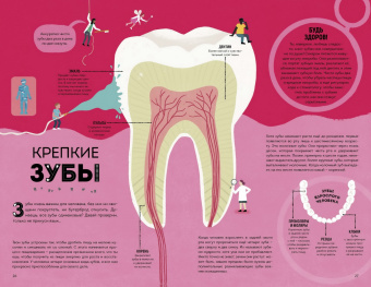 Макс Пембертон: Тело человека. Как работает наш удивительный организм