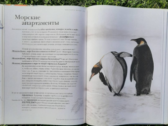 Барт Россел: Поразительные насекомые. Книга про подземных математиков, мастеров блефа, дружных кочевников, зомби