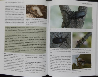 Александр Просвиров: Атлас жуков средней полосы России