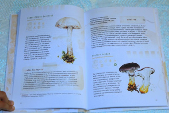 Михаил Вишневский: Грибы. Атлас-определитель