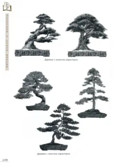 Андрей Дарусенков: Бонсай. Маленькие деревья для большой радости