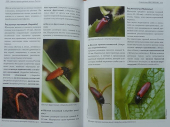 Александр Просвиров: Атлас жуков средней полосы России