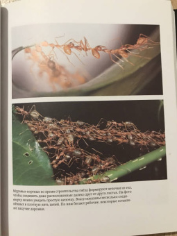 Уилсон, Хёлльдоблер: Путешествие к муравьям