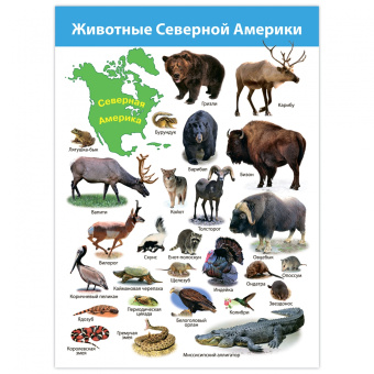Комплект плакатов. Животные мира