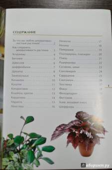 Валентин Воронцов: Секреты ухода. Декоративнолистные комнатные растений