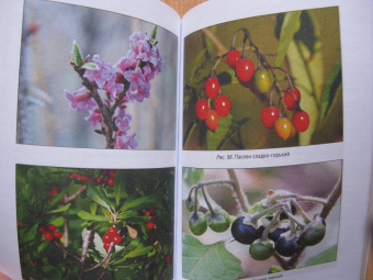 Кулинарная книга выживальщика