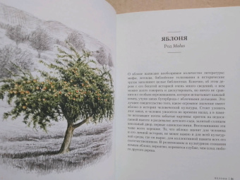 Андреас Хазе: Деревья. Как жизни человека и дерева переплетены друг с другом