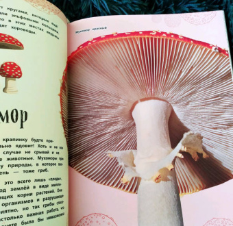 Бен Хоар: Чудеса природы. Энциклопедия