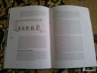 Татьяна Смирнова: Узамбарская фиалка. Как "приручить" чудо