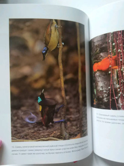 Ричард Прам: Эволюция красоты. Как дарвиновская теория полового отбора объясняет животный мир — и нас самих