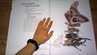 Барт Россел: Поразительные насекомые. Книга про подземных математиков, мастеров блефа, дружных кочевников, зомби