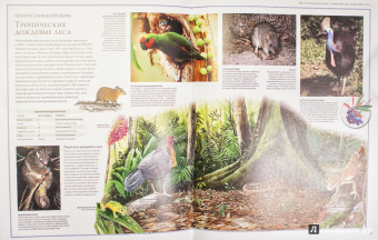 Бамбарадения, Вудрафф, Гинзберг: Животный мир. Иллюстрированный атлас