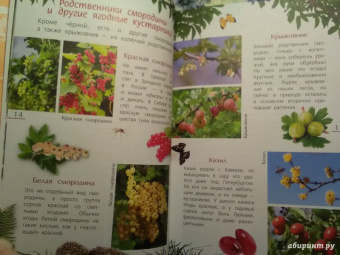 Петр Волцит: Ягоды и грибы