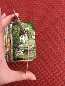 Мюллер, Курара: Таро магических собак + Таро Театр кукол (6080)