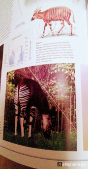 Бамбарадения, Вудрафф, Гинзберг: Животный мир. Иллюстрированный атлас