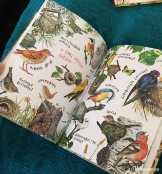 Николай Сладков: Лесные сказки