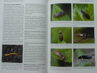 Александр Просвиров: Атлас жуков средней полосы России