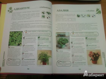 Иллюстрированная энциклопедия комнатных растений