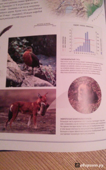 Бамбарадения, Вудрафф, Гинзберг: Животный мир. Иллюстрированный атлас