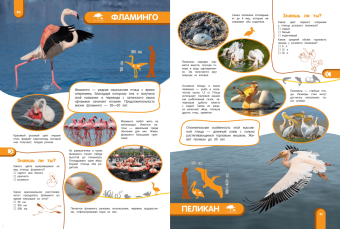 Наталия Баранова: Удивительный мир животных. Энциклопедия для детей