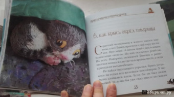 Ольга Малышкина: Приключения котёнка Брыся