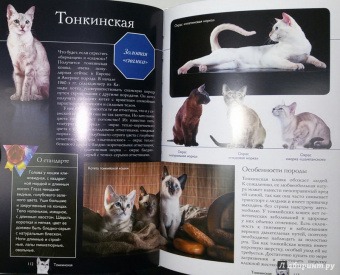 Николай Непомнящий: Все о кошках