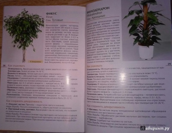 Валентин Воронцов: Секреты ухода. Декоративнолистные комнатные растений