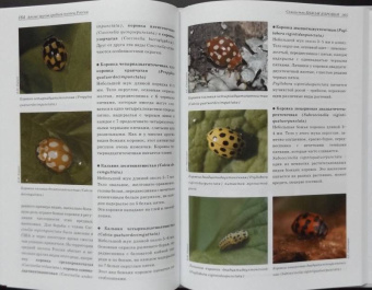 Александр Просвиров: Атлас жуков средней полосы России