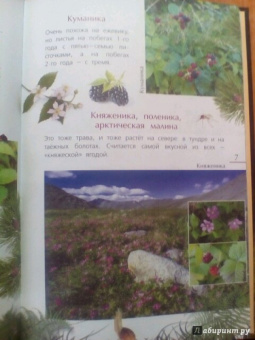 Петр Волцит: Ягоды и грибы