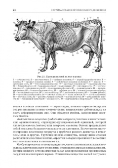 Зеленевский, Зеленевский, Щипакин: Анатомия животных. Соматические системы. Практикум. Учебное пособие для вузов