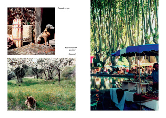 Питер Мейл: Мои двадцать пять лет в Провансе