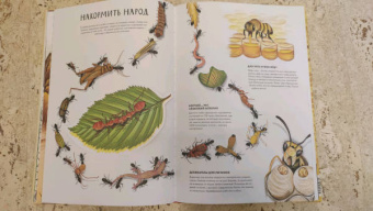 Анна Янкелевич: Королевство насекомых. Интерактивная книга с окошками о жизни муравьев, ос и пчел