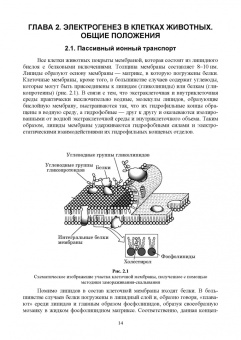 Николай Алексеев: Физиология висцеральных сенсорных систем. Клеточные и молекулярные механизмы. Учебник для вузов