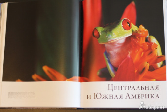 Бамбарадения, Вудрафф, Гинзберг: Животный мир. Иллюстрированный атлас