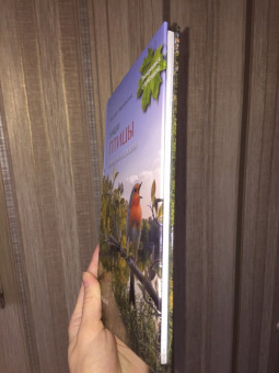 Василий Вишневский: Наши птицы. Определитель для детей