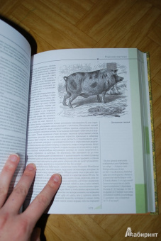 Альфред Брем: Жизнь животных. Самая важная и интересная информация, дополненная современными данными
