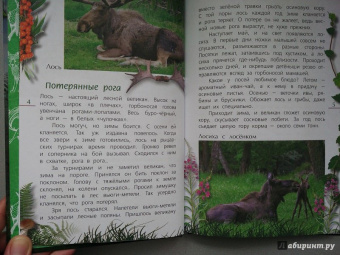 Александр Тихонов: Лесные тайны