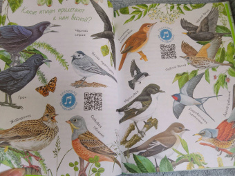 Николай Сладков: Лесные сказки