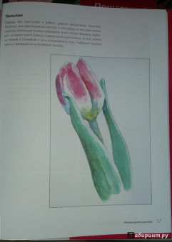 Либралато, Лаптева: Рисуем цветы. Пошаговый самоучитель по рисованию акварелью