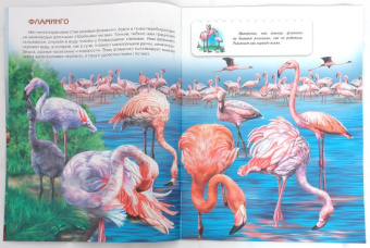 О. Александрова: Птицы. Книжки для любознательных