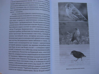 Владимир Паевский: Пернатые многоженцы. Любовь, браки, измены и разводы в мире птиц