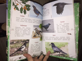 Василий Вишневский: Наши птицы. Определитель для детей