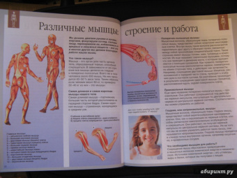 Буэ, Симон: Тело человека