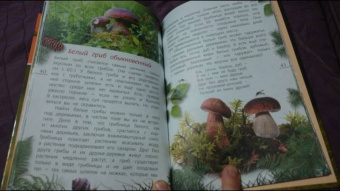 Петр Волцит: Ягоды и грибы