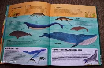 Дуниа Рахван: Эволюция. Как изменилась жизнь за миллиарды лет